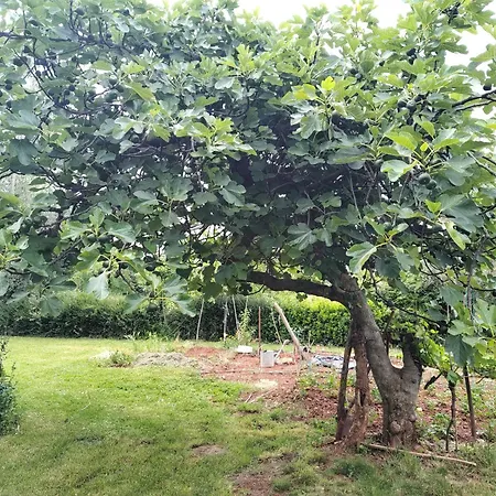 Spacious Quadria Near Motovun Apartment Karojba